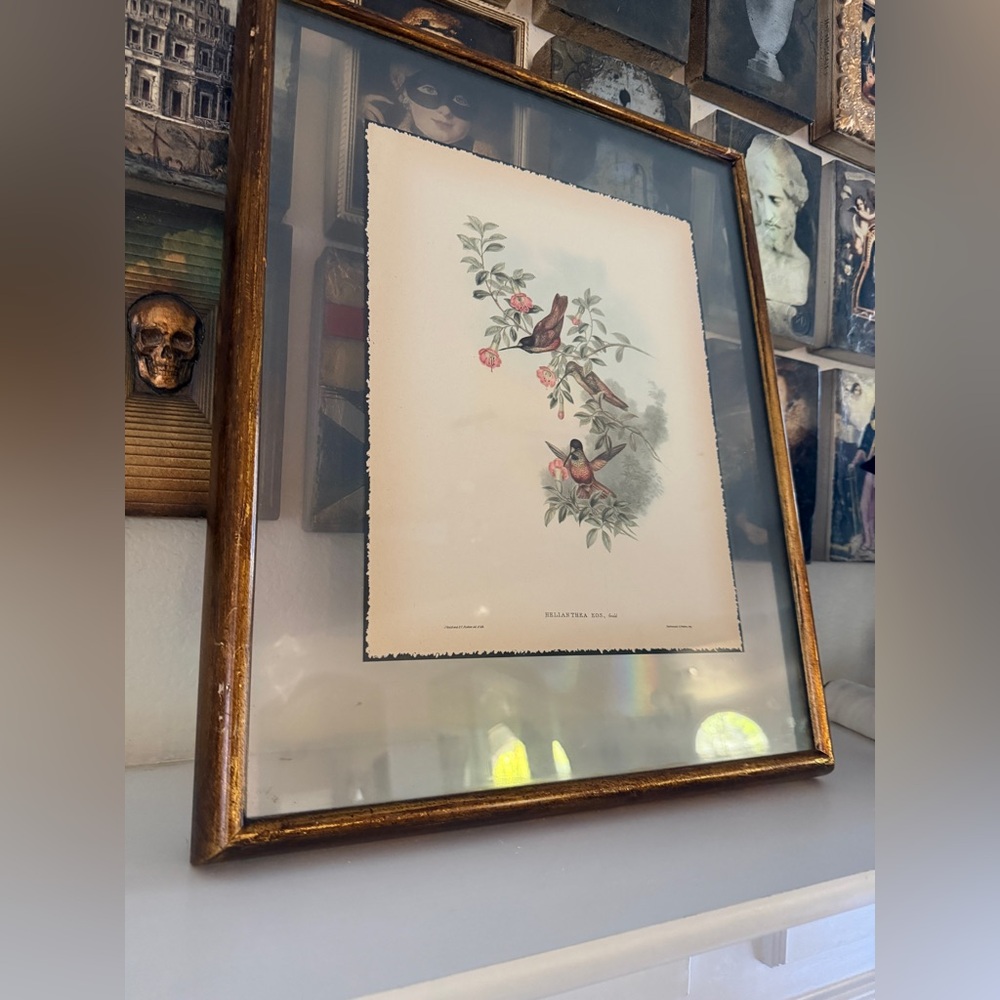 Soicher &‎ Marin Wood Frame with Glass – “Helianthea E” Hummingbirds Print